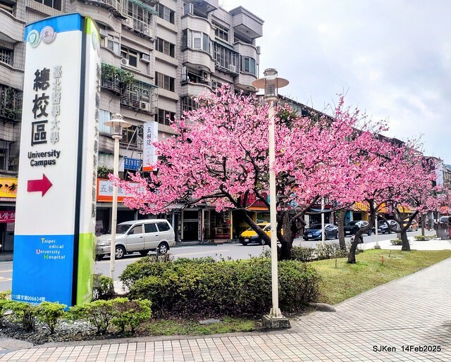 2025 雙北平地賞櫻系列第五拍 --- 北醫附設醫院櫻花(Cherryblossoms at Taipei Medical University Hospital), Taipei, Taiwan, SJKen, Feb 14, 2024. 2025 雙北平地賞櫻系列第五拍 --- 北醫附設醫院櫻花(Cherryblossoms at Taipei Medical University Hospital), Taipei, Taiwan, SJKen, Feb 14, 2024.