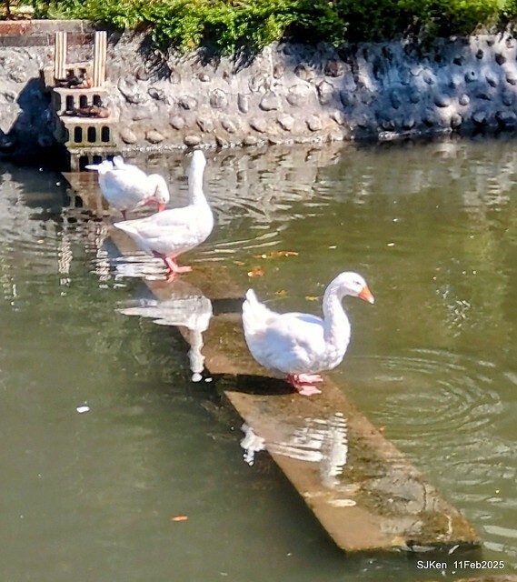 台北榮總忘憂湖水鳥與游魚(Waterbirds and fish at the lake of Taipei Veterans General Hospital),Taipie, Taiwan, SJKen, Feb 11, 2025. 台北榮總忘憂湖水鳥與游魚(Waterbirds and fish at the lake of Taipei Veterans General Hospital),Taipie, Taiwan, SJKen, Feb 11, 2025.