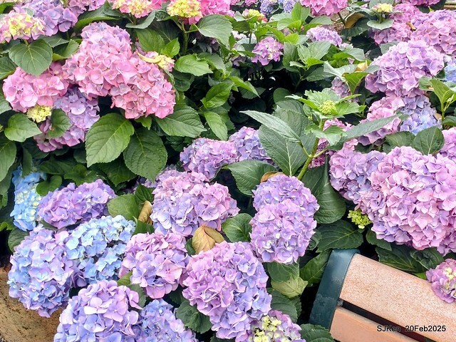 2025台北大安森林公園繡球花展(Hydrangeas exhibition at Da-An forest park), Taipei, Taiwan, SJKen, Feb 20, 2025. 2025台北大安森林公園繡球花展(Hydrangeas exhibition at Da-An forest park), Taipei, Taiwan, SJKen, Feb 20, 2025.