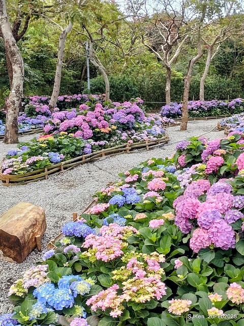 2025台北大安森林公園繡球花展(Hydrangeas exhibition at Da-An forest park), Taipei, Taiwan, SJKen, Feb 20, 2025. 2025台北大安森林公園繡球花展(Hydrangeas exhibition at Da-An forest park), Taipei, Taiwan, SJKen, Feb 20, 2025.