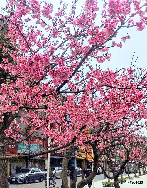 2025 雙北平地賞櫻系列第五拍 --- 北醫附設醫院櫻花(Cherryblossoms at Taipei Medical University Hospital), Taipei, Taiwan, SJKen, Feb 14, 2024. 2025 雙北平地賞櫻系列第五拍 --- 北醫附設醫院櫻花(Cherryblossoms at Taipei Medical University Hospital), Taipei, Taiwan, SJKen, Feb 14, 2024.