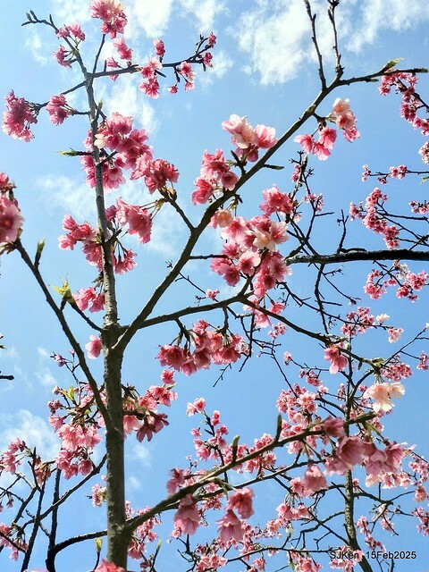 (2025 雙北平地賞櫻系列第六拍)「台北市政府北大門旁賞櫻」(Cherry Blossoms at north door of Taipei City Hall , Feb 15, 2025.