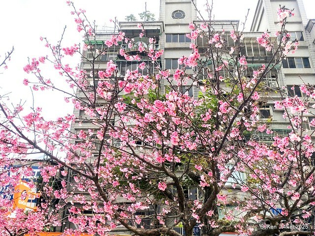 2025 雙北平地賞櫻系列第五拍 --- 北醫附設醫院櫻花(Cherryblossoms at Taipei Medical University Hospital), Taipei, Taiwan, SJKen, Feb 14, 2024. 2025 雙北平地賞櫻系列第五拍 --- 北醫附設醫院櫻花(Cherryblossoms at Taipei Medical University Hospital), Taipei, Taiwan, SJKen, Feb 14, 2024.