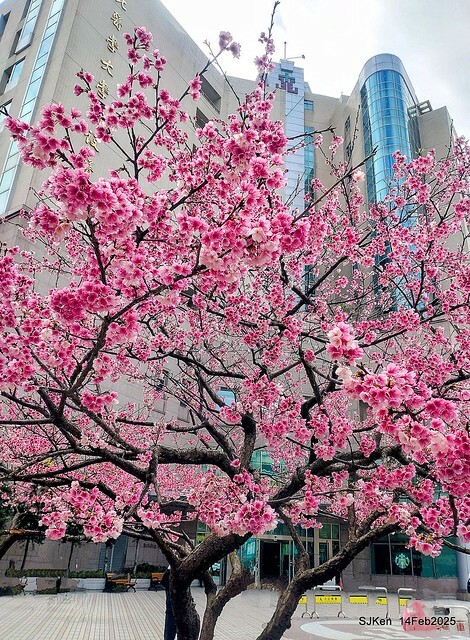 2025 雙北平地賞櫻系列第五拍 --- 北醫附設醫院櫻花(Cherryblossoms at Taipei Medical University Hospital), Taipei, Taiwan, SJKen, Feb 14, 2024. 2025 雙北平地賞櫻系列第五拍 --- 北醫附設醫院櫻花(Cherryblossoms at Taipei Medical University Hospital), Taipei, Taiwan, SJKen, Feb 14, 2024.