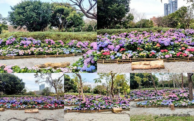 2025台北大安森林公園繡球花展(Hydrangeas exhibition at Da-An forest park), Taipei, Taiwan, SJKen, Feb 20, 2025. 2025台北大安森林公園繡球花展(Hydrangeas exhibition at Da-An forest park), Taipei, Taiwan, SJKen, Feb 20, 2025.