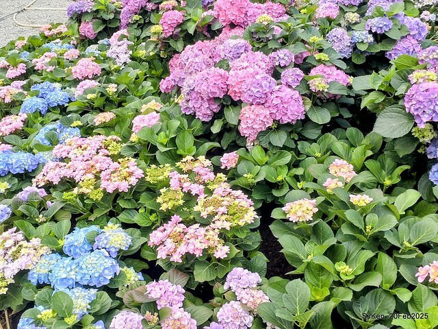 2025台北大安森林公園繡球花展(Hydrangeas exhibition at Da-An forest park), Taipei, Taiwan, SJKen, Feb 20, 2025. 2025台北大安森林公園繡球花展(Hydrangeas exhibition at Da-An forest park), Taipei, Taiwan, SJKen, Feb 20, 2025.