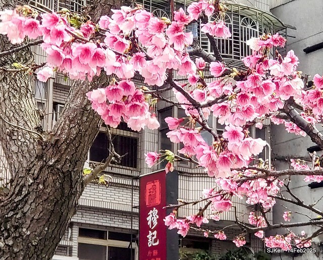 2025 雙北平地賞櫻系列第五拍 --- 北醫附設醫院櫻花(Cherryblossoms at Taipei Medical University Hospital), Taipei, Taiwan, SJKen, Feb 14, 2024. 2025 雙北平地賞櫻系列第五拍 --- 北醫附設醫院櫻花(Cherryblossoms at Taipei Medical University Hospital), Taipei, Taiwan, SJKen, Feb 14, 2024.