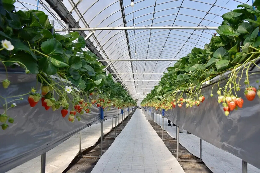 雄獅旅遊｜日本四國雙鐵道六天五夜行程推薦 伊予灘夕陽列車&千