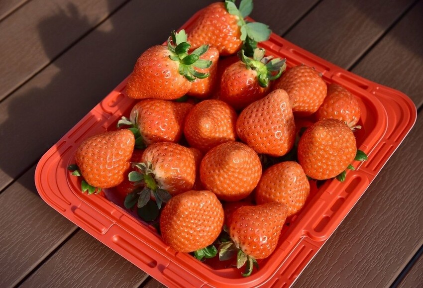 雄獅旅遊｜日本四國雙鐵道六天五夜行程推薦 伊予灘夕陽列車&千