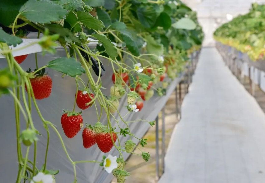 四國愛媛大三島｜INOUE ICHIGOEN草莓園 當季限定