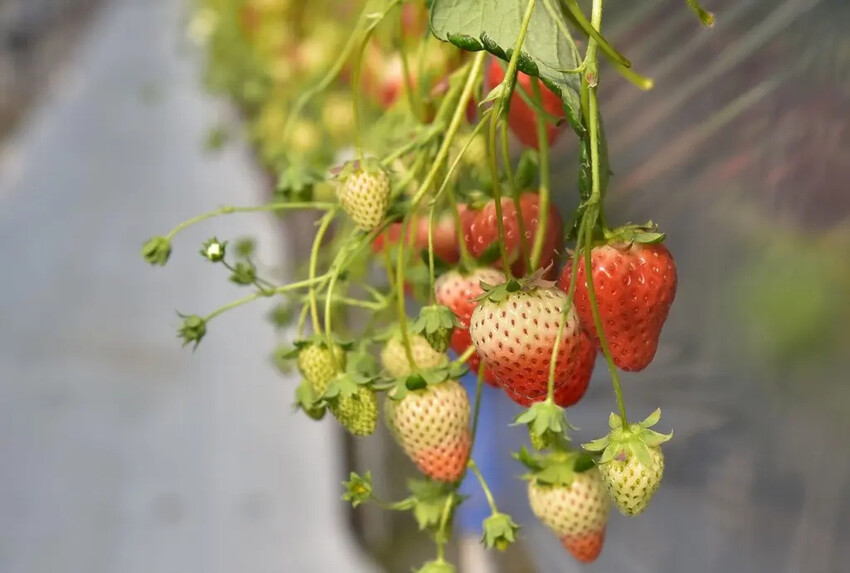 四國愛媛大三島｜INOUE ICHIGOEN草莓園 當季限定