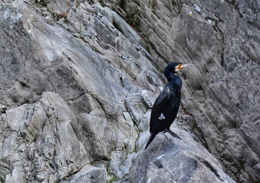 四國德島三好市|大步危峽遊覽船 近距離欣賞兩億年沖刷吉野川峽谷 鬼斧神工奇岩巨石壯觀畫面|西莉亞玩樂人生 雄獅旅遊|日本四國雙鐵道六天五夜行程推薦 伊予灘夕陽列車&千