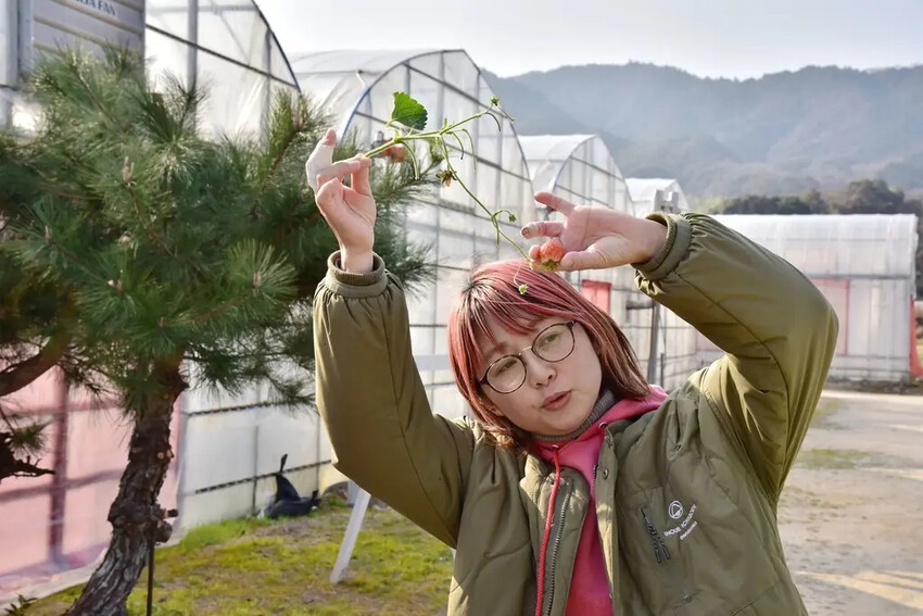 雄獅旅遊｜日本四國雙鐵道六天五夜行程推薦 伊予灘夕陽列車&千