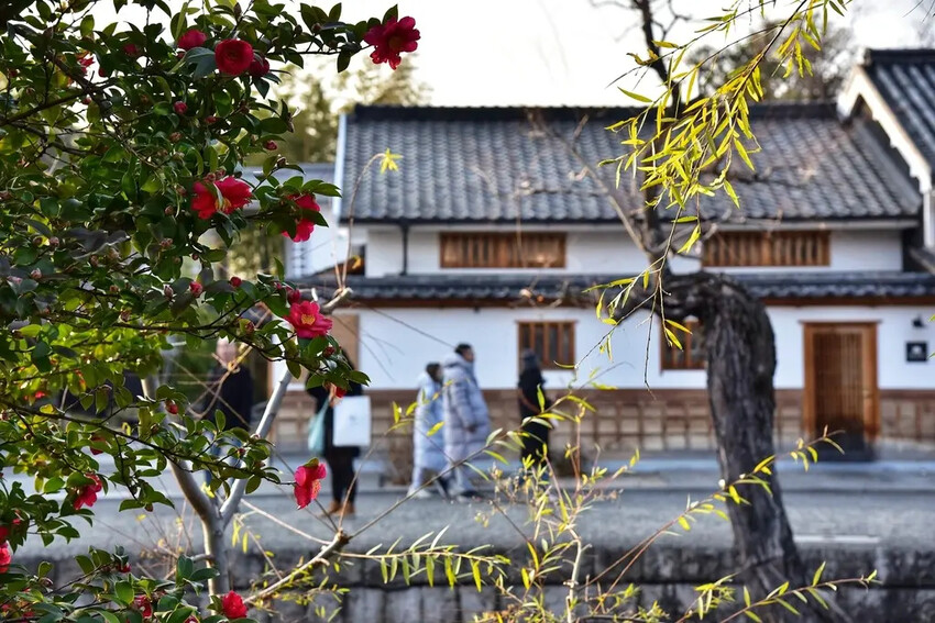 雄獅旅遊｜日本四國雙鐵道六天五夜行程推薦 伊予灘夕陽列車&千