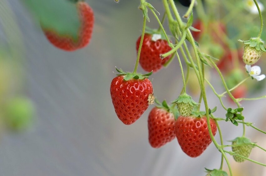 雄獅旅遊｜日本四國雙鐵道六天五夜行程推薦 伊予灘夕陽列車&千