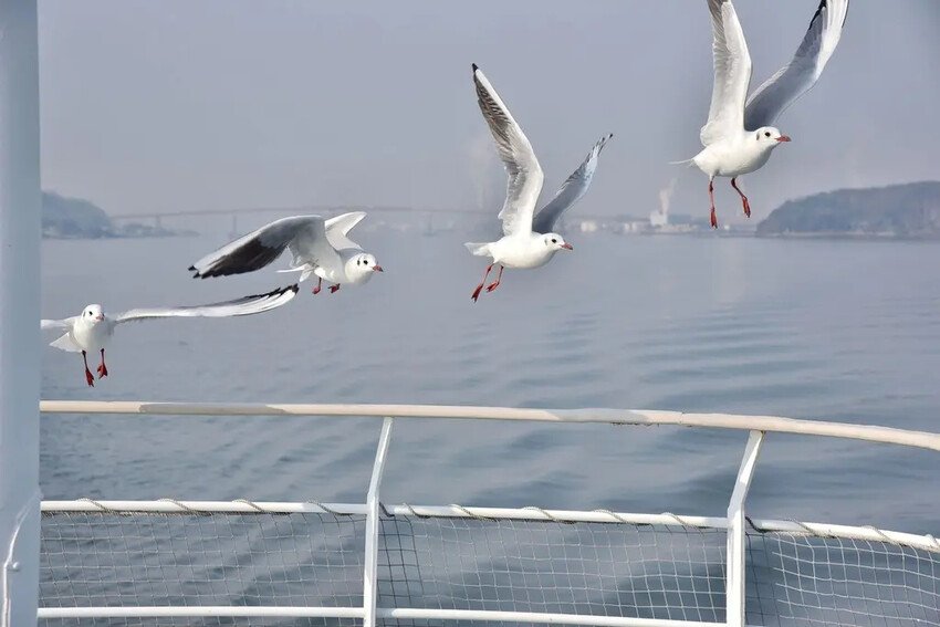 雄獅旅遊｜日本四國雙鐵道六天五夜行程推薦 伊予灘夕陽列車&千