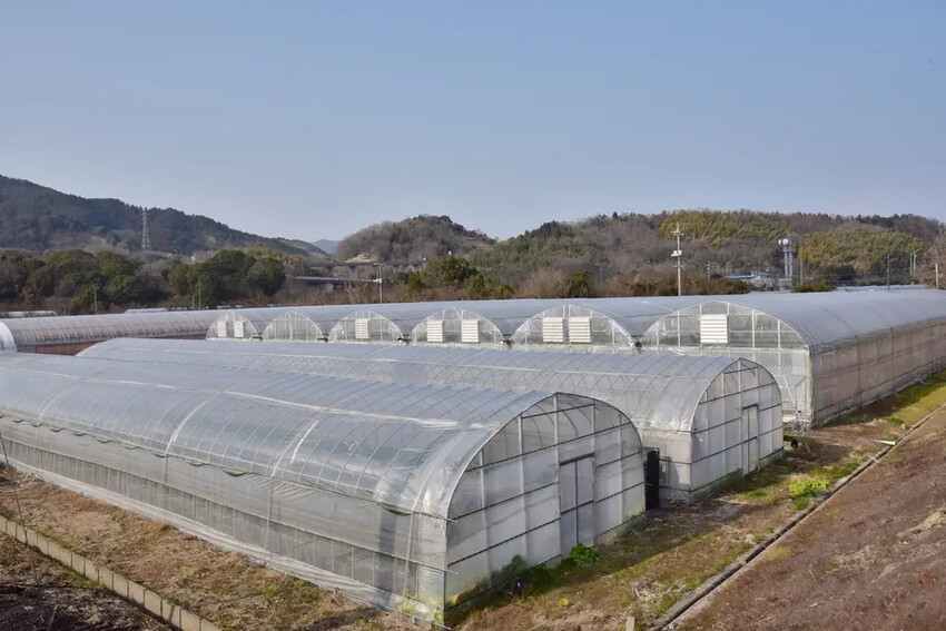 四國愛媛大三島｜INOUE ICHIGOEN草莓園 當季限定