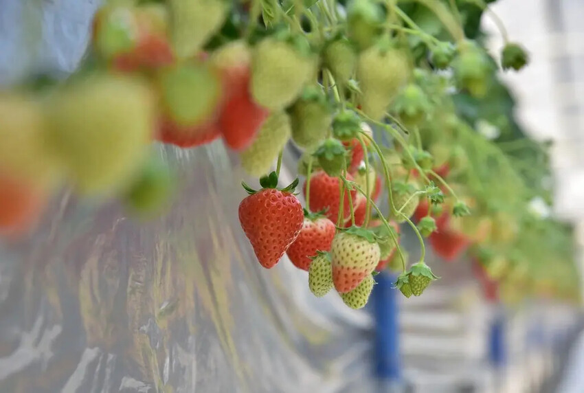 四國愛媛大三島｜INOUE ICHIGOEN草莓園 當季限定