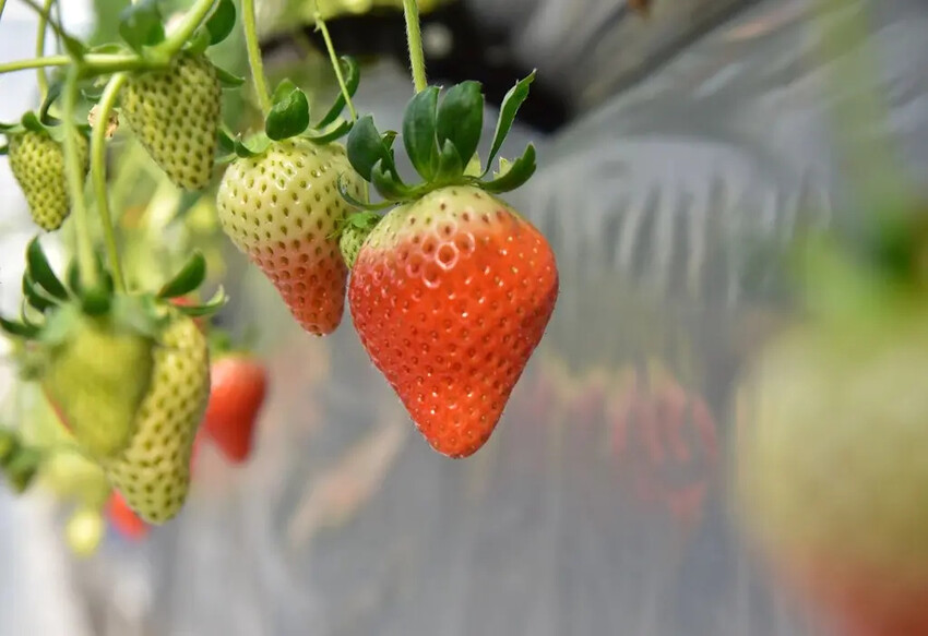 四國愛媛大三島｜INOUE ICHIGOEN草莓園 當季限定