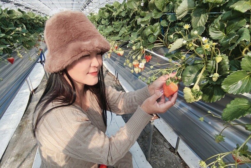 雄獅旅遊｜日本四國雙鐵道六天五夜行程推薦 伊予灘夕陽列車&千