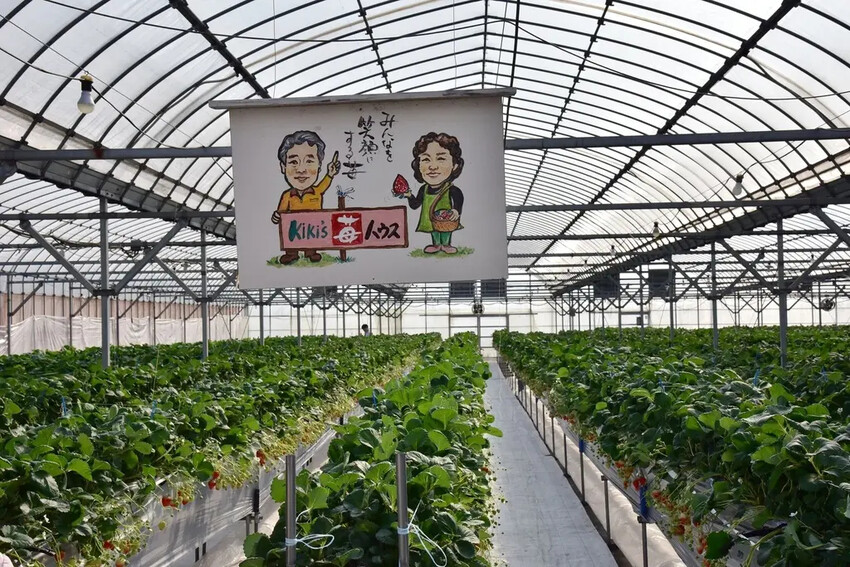 雄獅旅遊｜日本四國雙鐵道六天五夜行程推薦 伊予灘夕陽列車&千