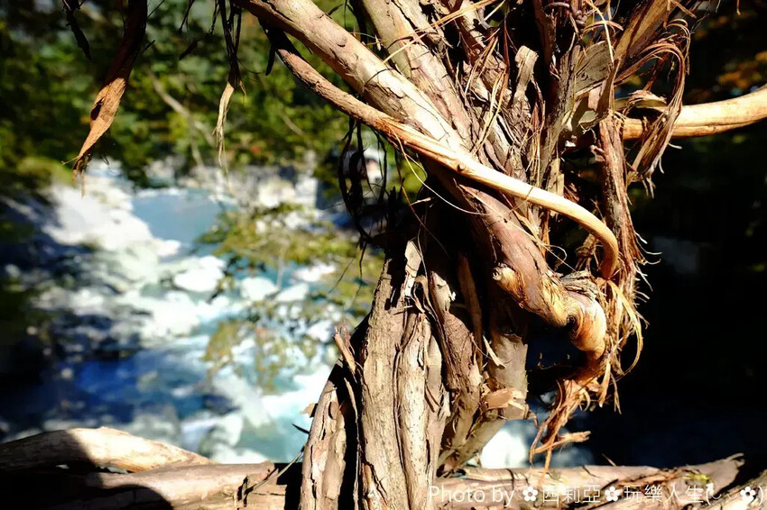 德島三好市|祖谷葛藤橋 隱藏於山谷之間的神秘境地 橫跨祖谷川發現德島祖谷的原始樣貌|西莉亞玩樂人生 雄獅旅遊|日本四國雙鐵道六天五夜行程推薦 伊予灘夕陽列車&千