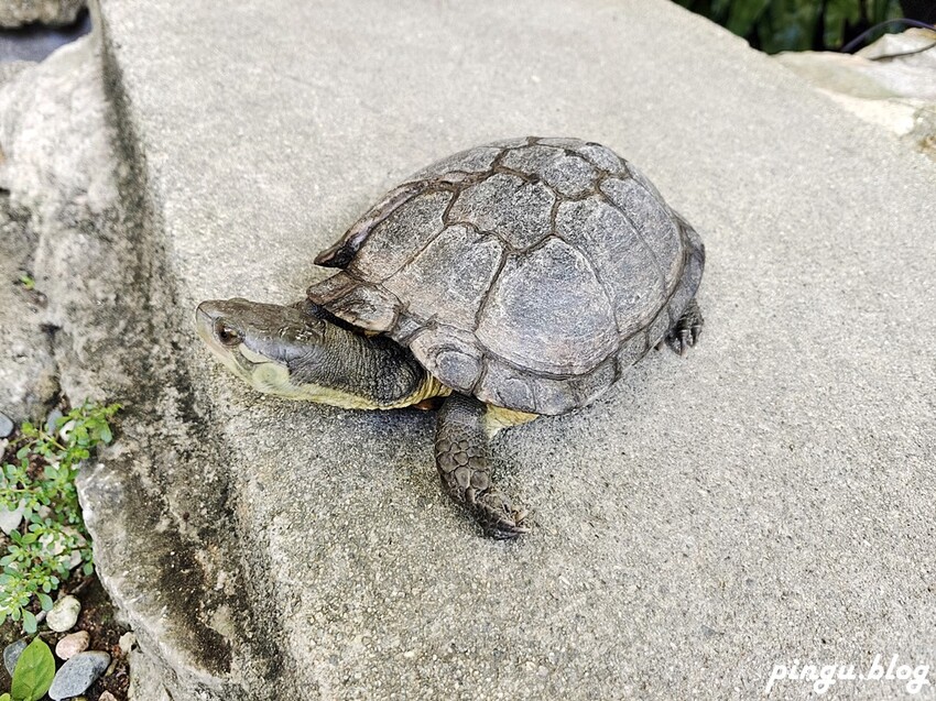 沖繩旅遊必訪神聖土地!「沖宮」琉球八社之一,求財運 祈福一次搞定。