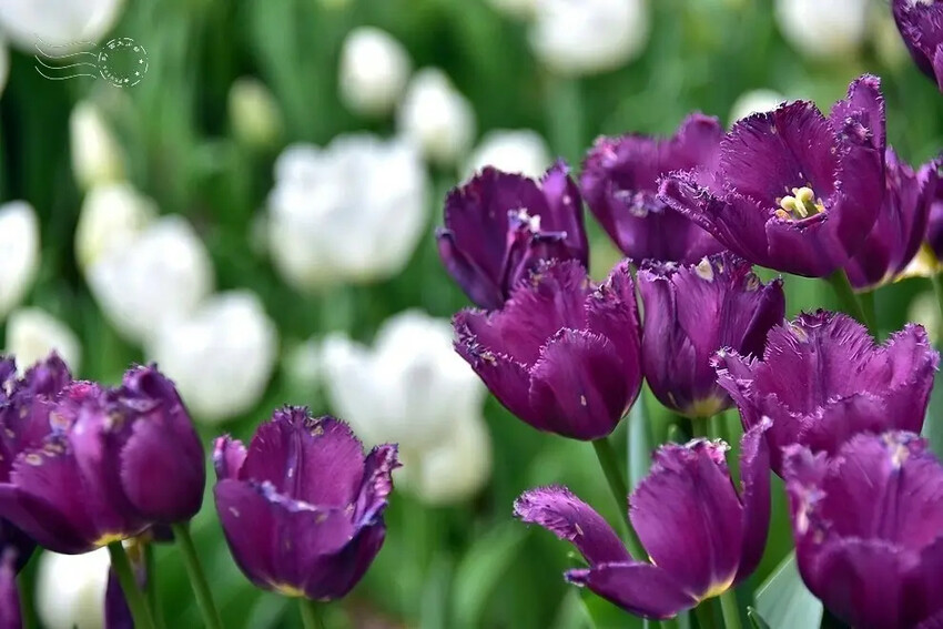 2025士林官邸鬱金香展