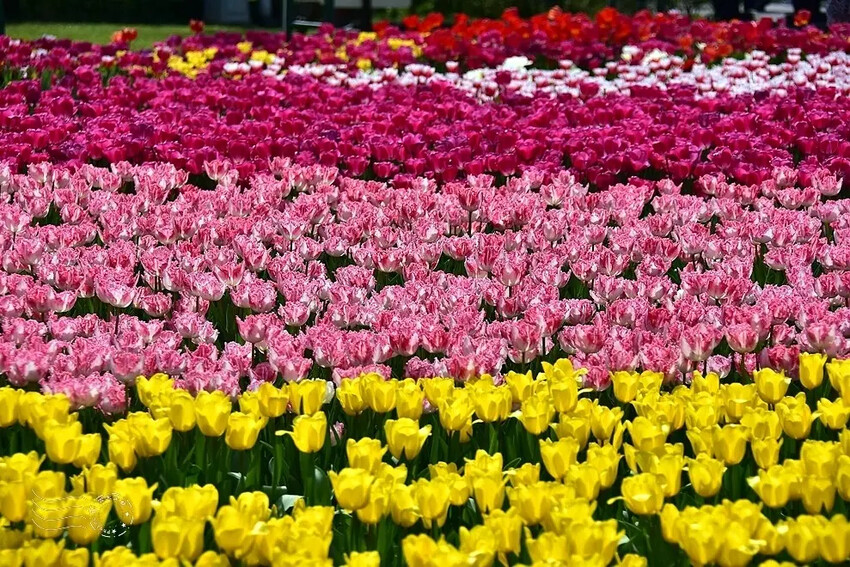 2025士林官邸鬱金香展