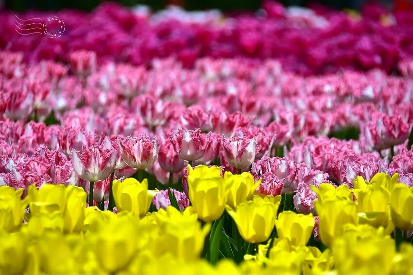 2025士林官邸鬱金香展