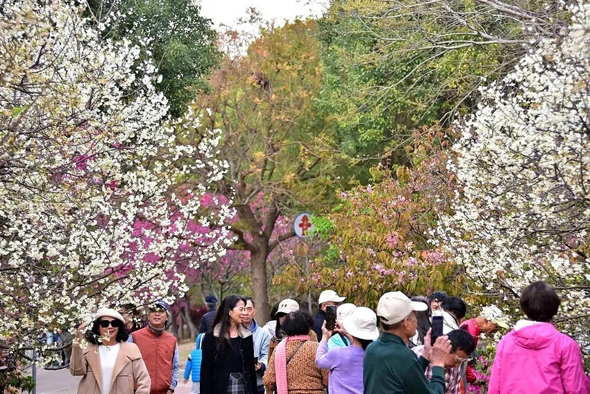 中科崴立櫻花公園:綠萼櫻