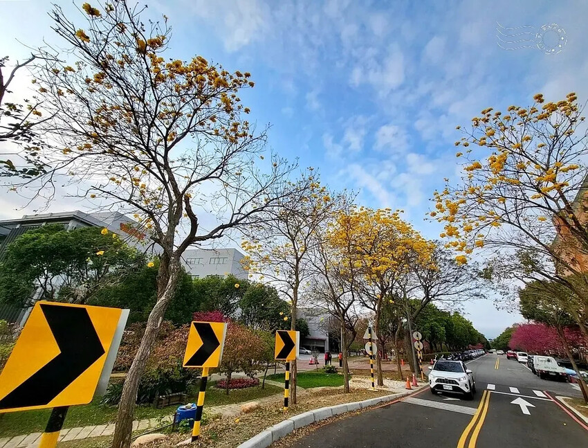 中科崴立櫻花公園:黃花風鈴木