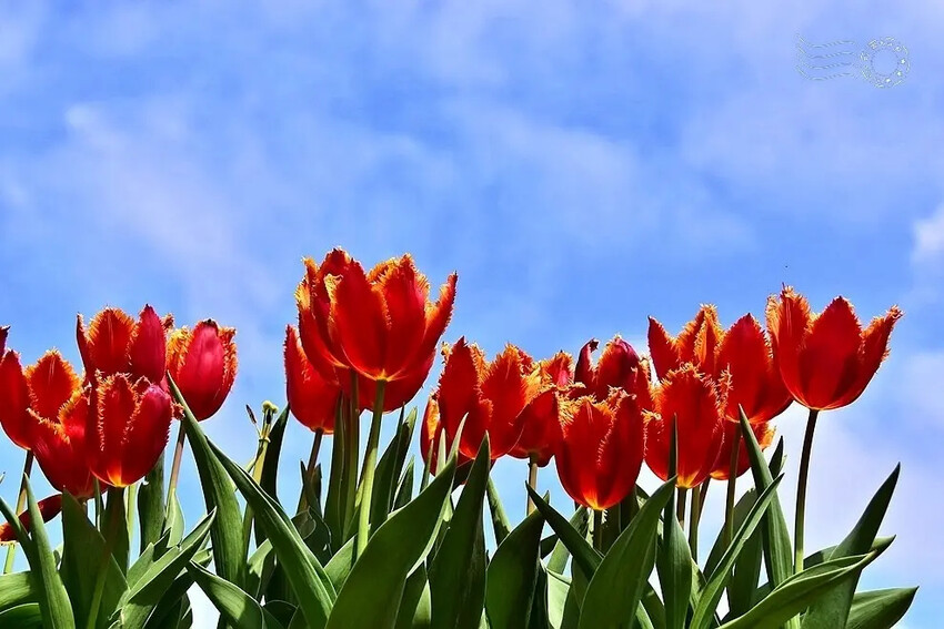 2025士林官邸鬱金香展