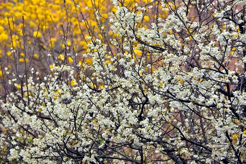 中科崴立櫻花公園:綠萼櫻