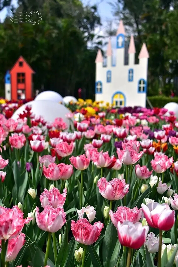 2025士林官邸鬱金香展