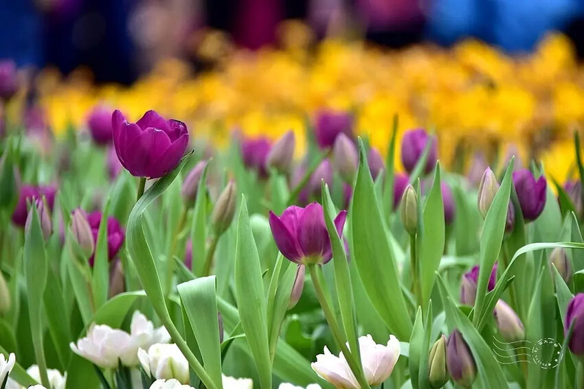 2025士林官邸鬱金香展