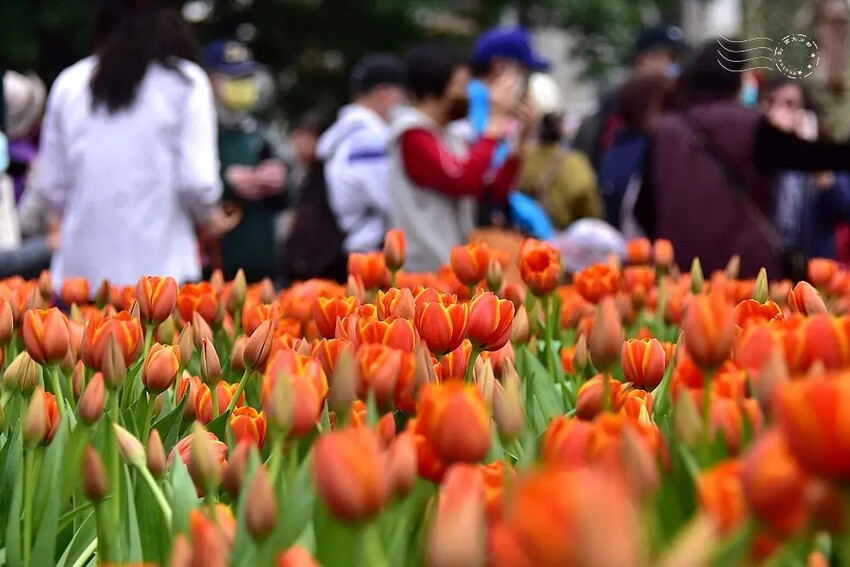 2025士林官邸鬱金香展
