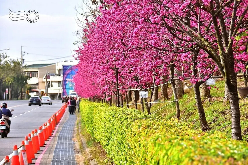 中科崴立櫻花公園:八重櫻
