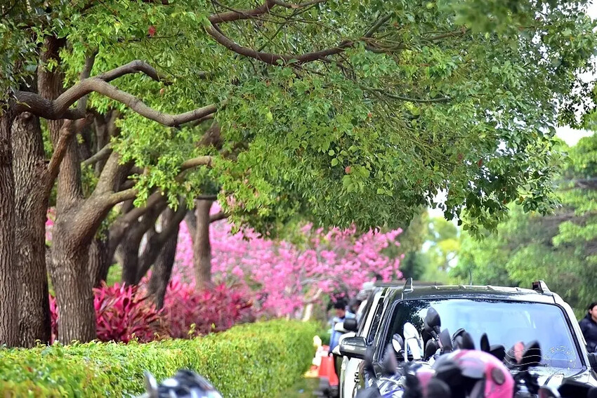 中科崴立櫻花公園