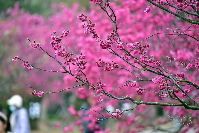中科崴立櫻花公園:八重櫻