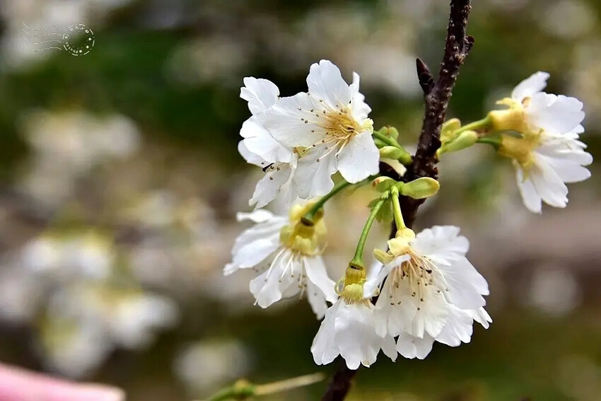 中科崴立櫻花公園:綠萼櫻
