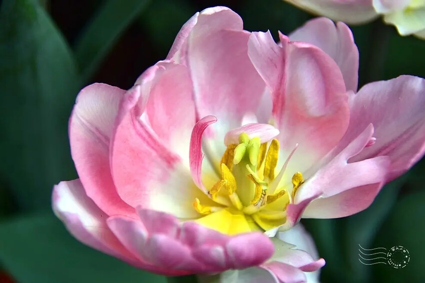 2025士林官邸鬱金香展