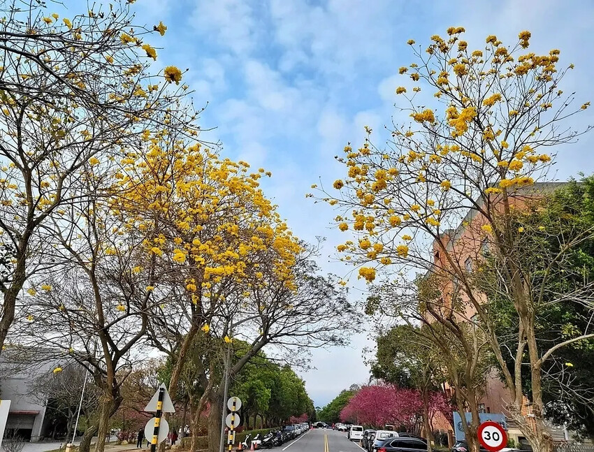 中科崴立櫻花公園:黃花風鈴木