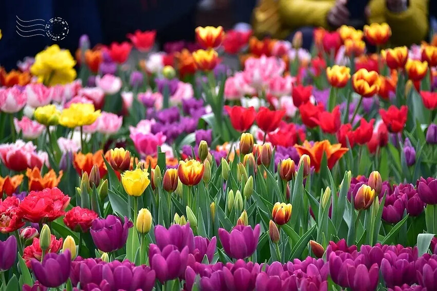 2025士林官邸鬱金香展