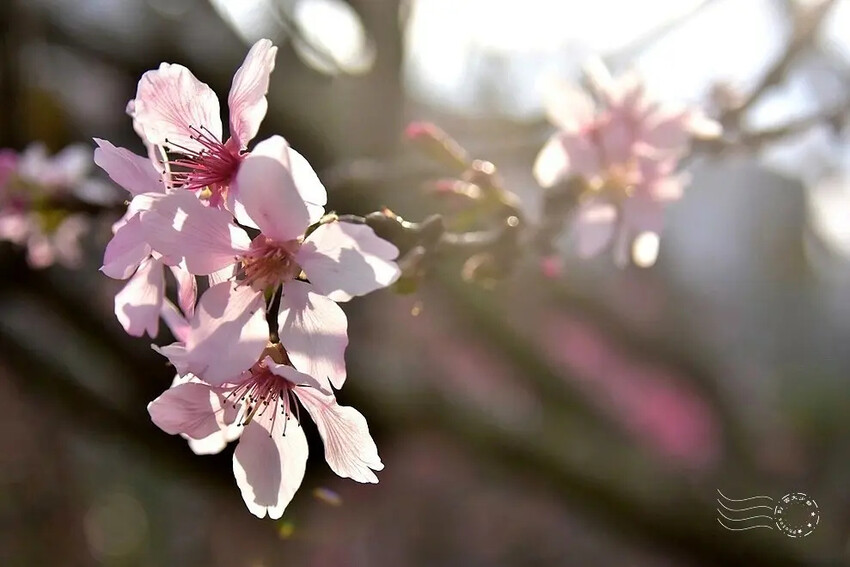 中科崴立櫻花公園:昭和櫻