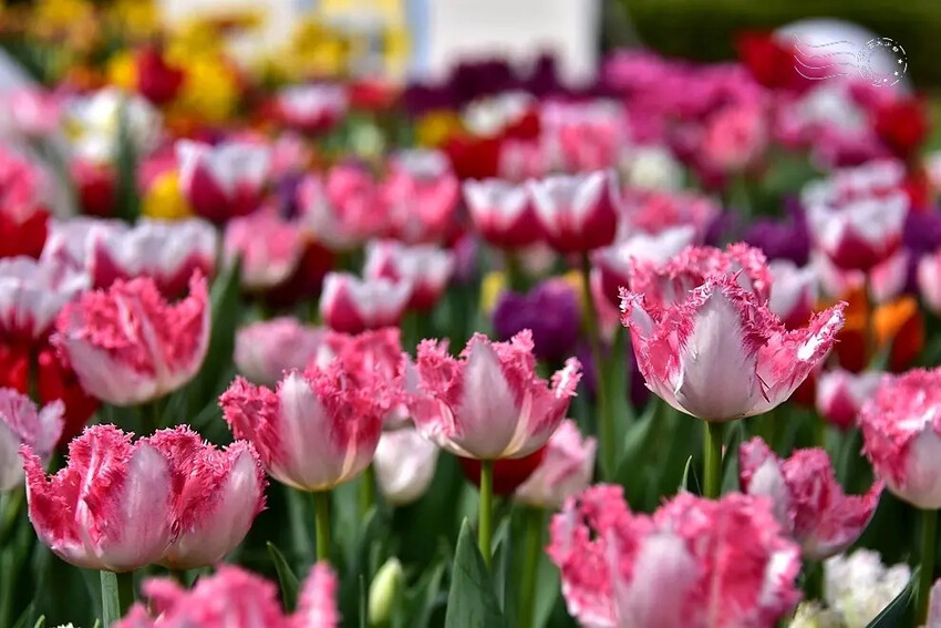 2025士林官邸鬱金香展