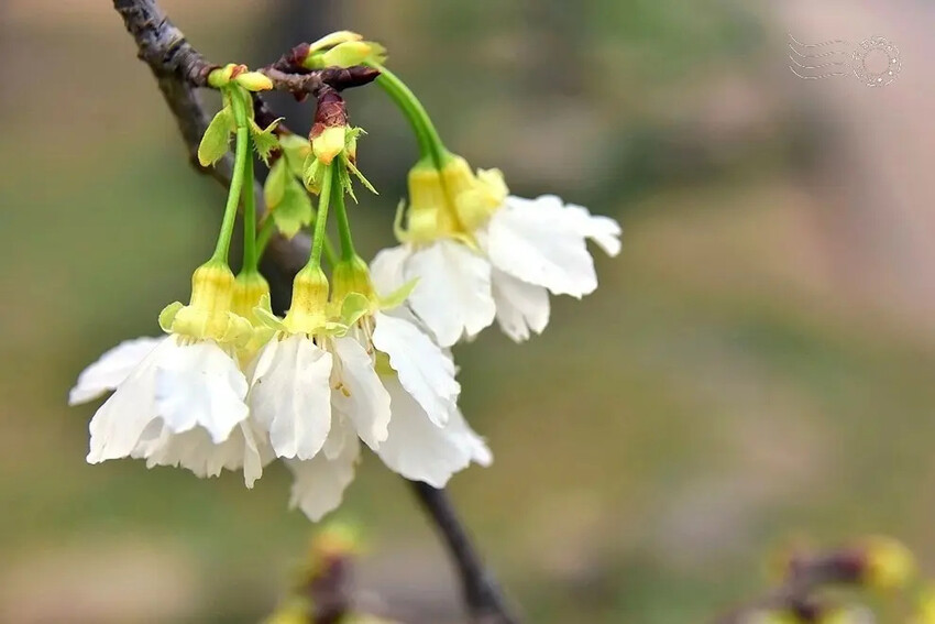 中科崴立櫻花公園:綠萼櫻