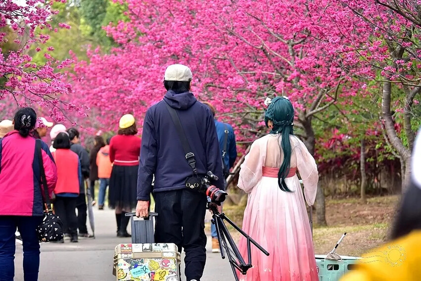 中科崴立櫻花公園:八重櫻