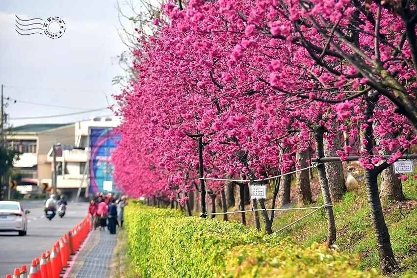 中科崴立櫻花公園:八重櫻