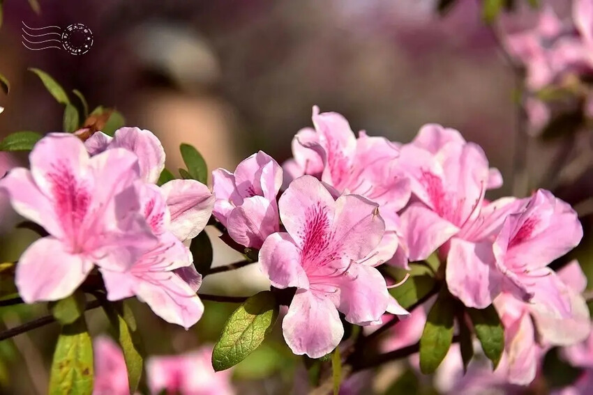 中科崴立櫻花公園:杜鵑